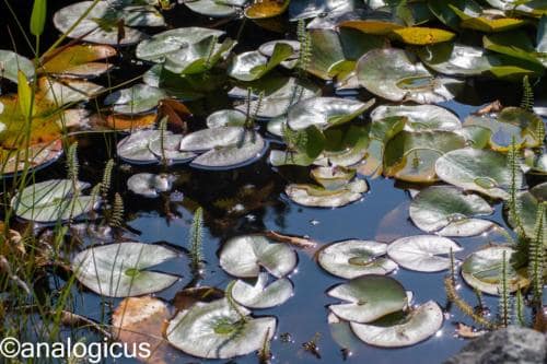 kiron70-210analogicus-20