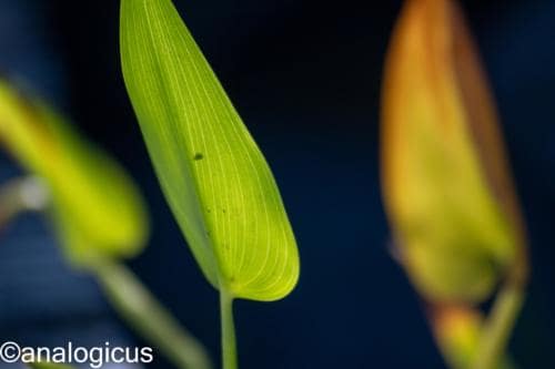 kiron70-210analogicus-21