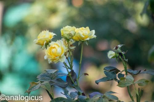 kiron70-210analogicus-3