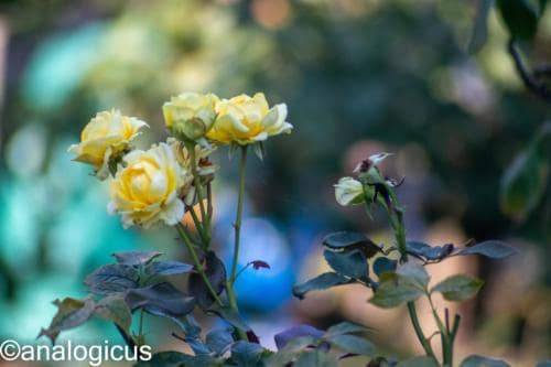 kiron70-210analogicus-4