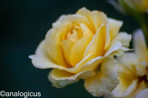 kiron70-210analogicus-6