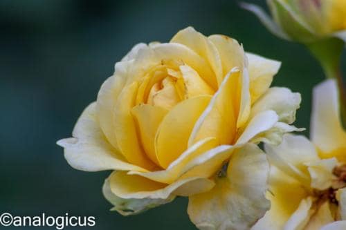 kiron70-210analogicus-7