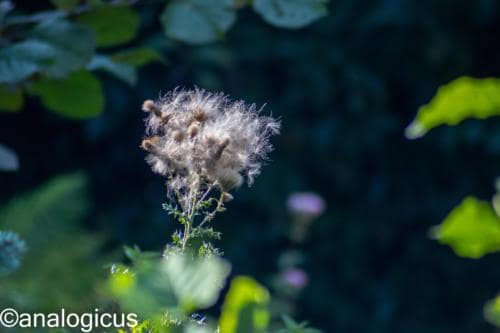 kiron70-210analogicus-8