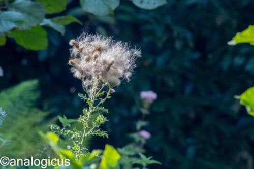 kiron70-210analogicus-9