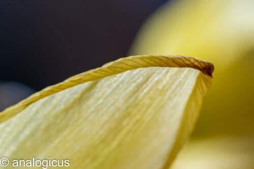 soligor100pic-3299