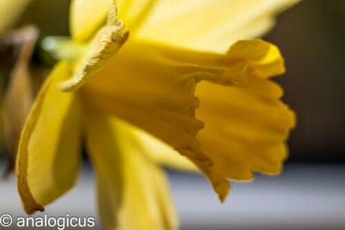 soligor100pic-3304