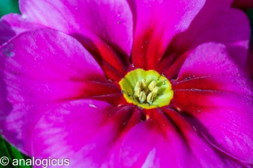 soligor100pic-3305