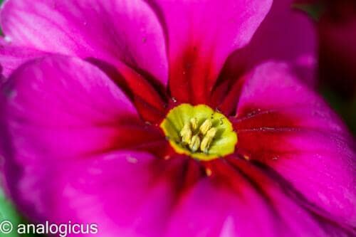soligor100pic-3307