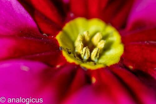 soligor100pic-3308