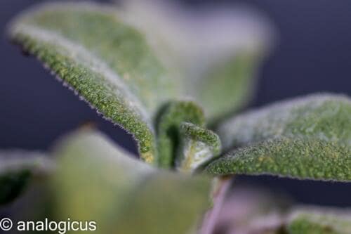 soligor100pic-3311
