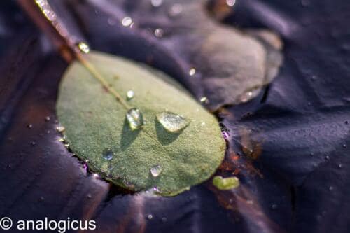 soligor100pic-3315