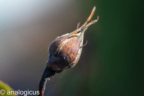 soligor100pic-3322
