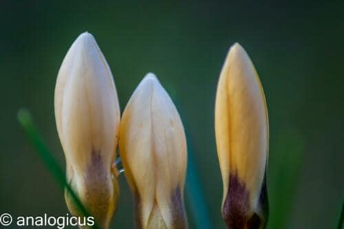 soligor100pic-3360