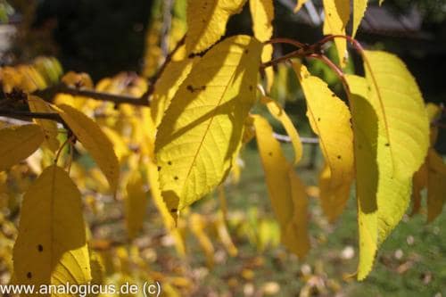 tokina 24mm analogicus-2