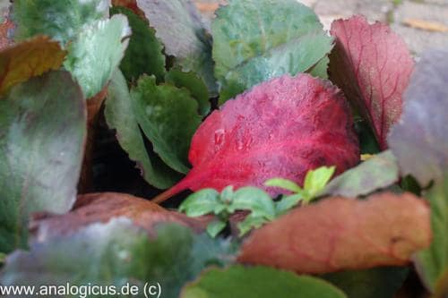 tokina 24mm analogicus-5