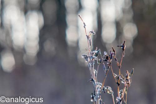 yashikor135fotos-1441