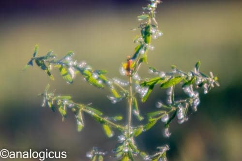 yashikor135fotos-1444