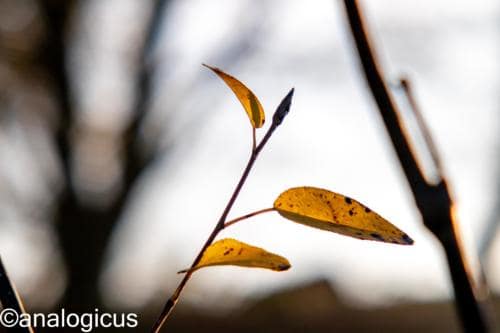 yashikor135fotos-1449