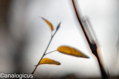 yashikor135fotos-1450