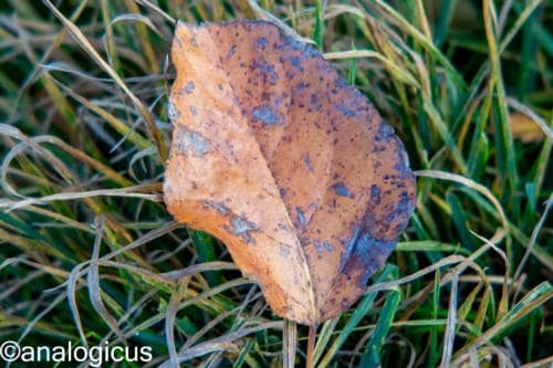 yashikor135fotos-1459