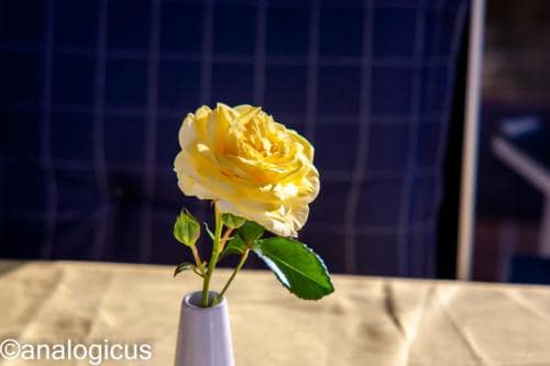 yashikor135fotos-182531