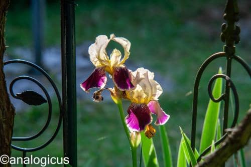 yashikor135fotos-182641