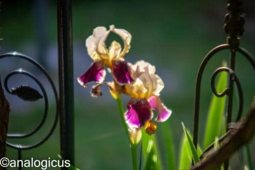 yashikor135fotos-182708