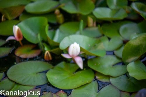 yashikor135fotos-183618