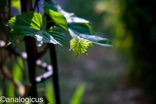 yashikor135fotos-2617