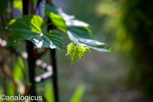 yashikor135fotos-2618