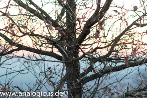 cosinon 135mm 2.8-2855