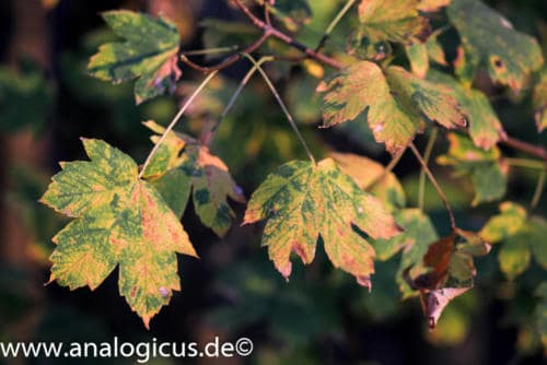 cosinon 135mm 2.8-4325