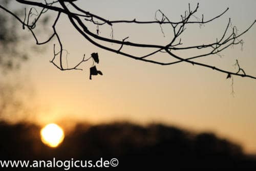 cosinon 135mm 2.8-4334