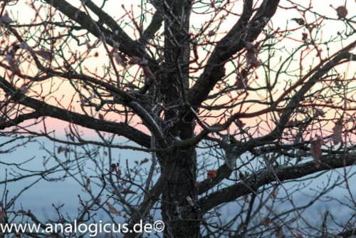 cosinon 135mm 8-2856