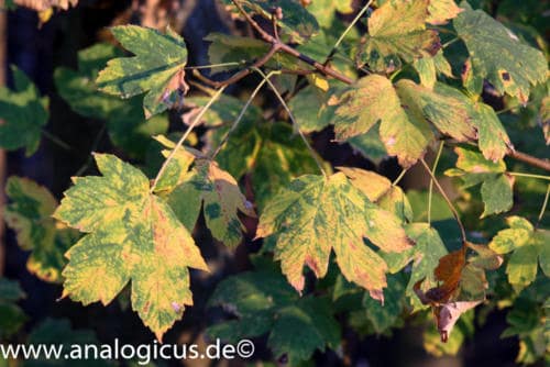 cosinon 135mm 8-4324